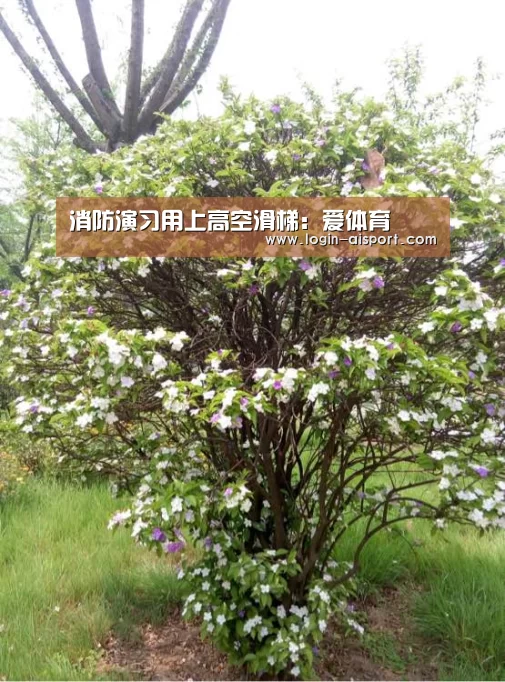 爱体育